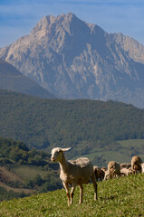 Naklejka premium Pecorino di Farindola typical sheep cheese produced in Abruzzo by the women of Farindola inside the Gran Sasso National Park. the pastures where the flocksand in the background the Gran Sasso peak