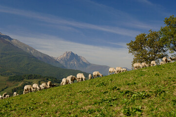 Obraz premium Pecorino di Farindola typical sheep cheese produced in Abruzzo by the women of Farindola inside the Gran Sasso National Park. the pastures where the flocksand in the background the Gran Sasso peak