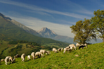 Pecorino di Farindola typical sheep cheese produced in Abruzzo by the women of Farindola inside the...