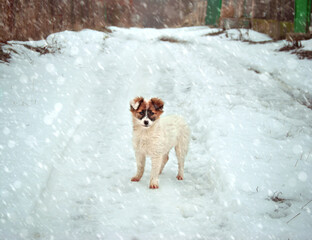 A lonely sad dog in the winter, abandoned dog outside in the winter