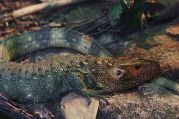 Northern Caiman Lizard or Drcaena guianensis Resting on Forest Floor in Natural Habitat