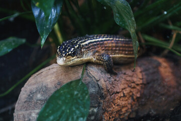Lizard Resting on Log in Forest Environment