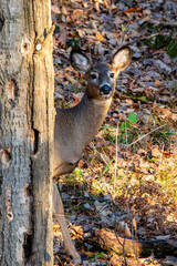 Young white-tailed deer doe (Odocoileus virginianus) in a Wisconsin forest