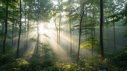 Obraz premium Sun rays piercing through misty forest.