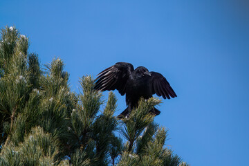 a raven bird perched on a swiss stone pine, pinus cembra, at a sunny autumn day with clear blue sky
