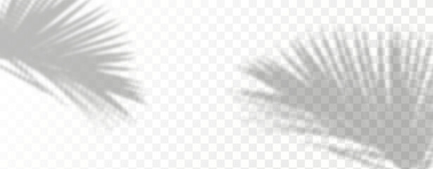 Glare from the sun's rays on the wall. Blurred shadows from leaves and plants in the room. Soft overlay of natural light. Abstract background for product presentation.Natural light layout.