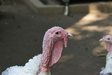 Portrait of a Domestic Turkey in Natural Habitat