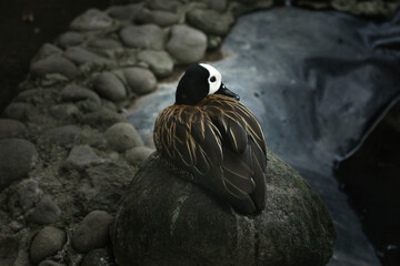 White-faced whistling duck resting on a rock by the water