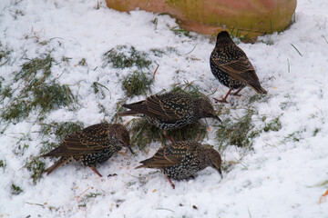 a group of young starlings, sturnus vulgaris, sitting in the snow and eating food for birds