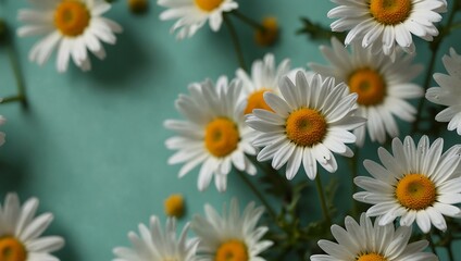 Fototapeta premium Delicate daisies on a mint-colored background.
