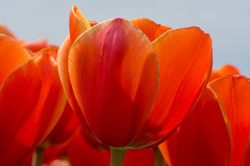 Close up of orange tulips.
