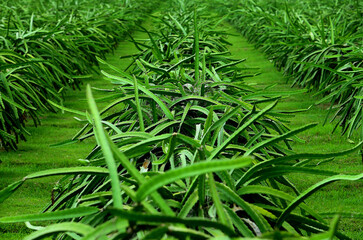 Rows of dragon fruit trees in the crop field area