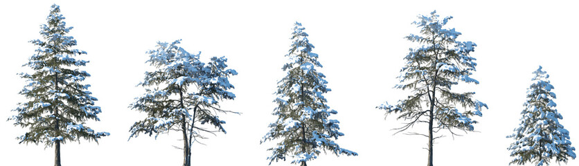Set of Cedrus deodara (the deodar cedar, Himalayan cedar, or deodar) winter frontal set street trees isolated png in sunny daylight on a transparent background perfectly cutout © Viktoria