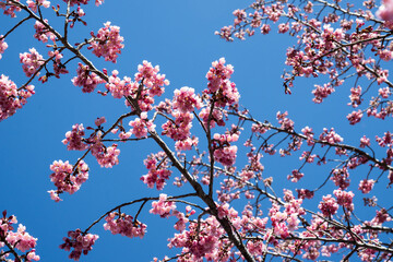 Beautiful blooming Cherry blossoms.