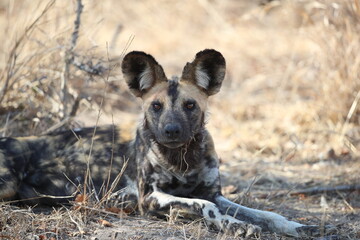 Fototapeta premium African wild dog resting in the shade