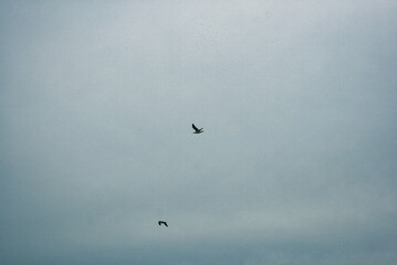 paragliding in the sky