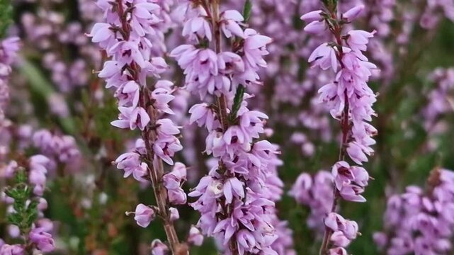 Beautiful heather Caluna vulgaris in  autumn wind in the Scottish Highlands