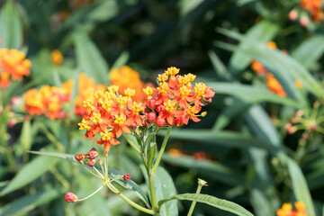 Beautiful tropical milkweed flowers.