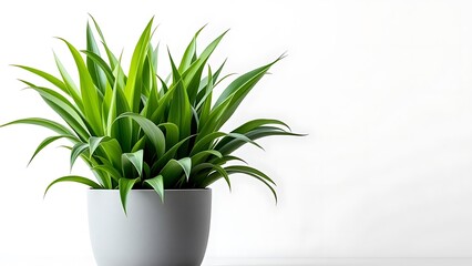Lush green Dracaena plant in a modern grey pot on a plain white background. Minimalist indoor greenery