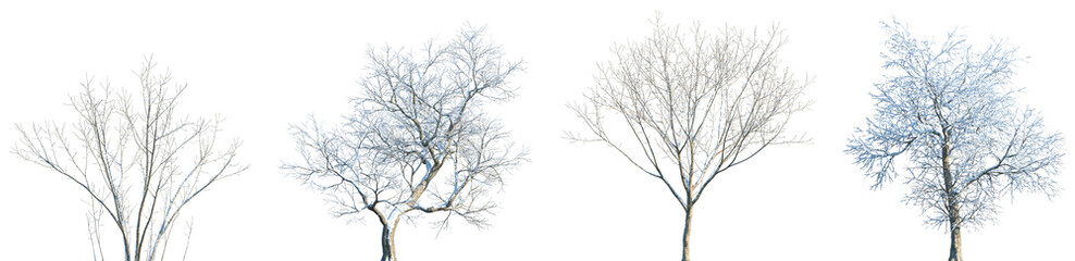 Set of Acer negundo and Ulmus davidiana winter frontal set street trees isolated png in sunny daylight on a transparent background perfectly cutout