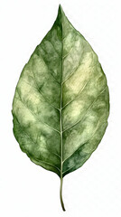 Watercolor Green Leaf, Botanical Illustration of a Single, Detailed Leaf with Vein Texture and Soft Color Gradations