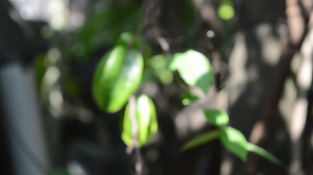 blur and defocused: star fruit