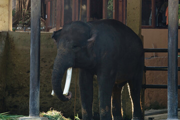 Majestic Elephant Feeding Safely Enclosed in Zoo Environment