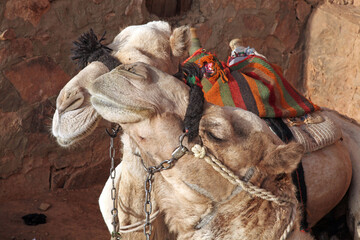 Closeup of two camels, Mount Sinai Egypt

