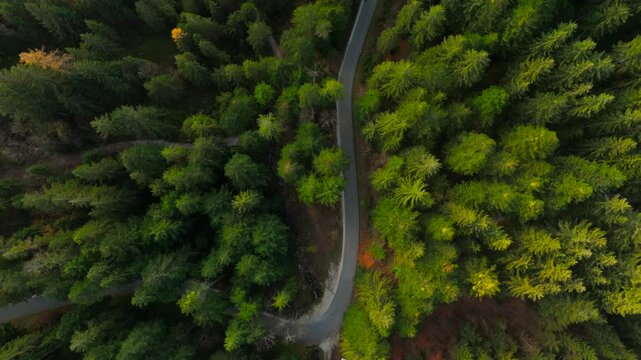 Aerial view of a narrow, winding road through a coniferous forest in the mountains. Scene captures tree tops, needles, and autumn foliage, showcasing the natural beauty of a European alpine pass. 