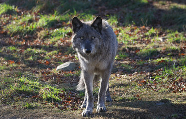 gray wolf in the woods