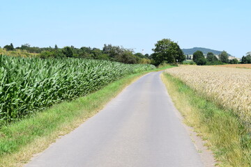 corn field with a farm road and avenue trees