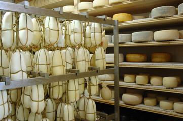 11/11/2023 Sila Calabria Italy. Silano DOP cheese is a typical cheese produced in Sila National Park in Calabria region Italy. Silano cheese seasoning.