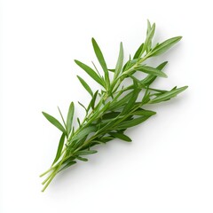 Fototapeta premium Fresh aromatic tarragon sprig with long thin green leaves on a white background