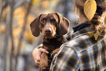 A woman holding a chocolate dachshund in the autumn park. Bond between a pet and its owner...