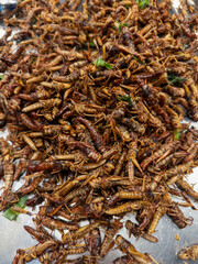 Deep fried grasshopper, local northern Thailand food, Thai street food