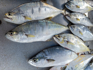 Background of fresh raw sea fish sell in fishery fresh market