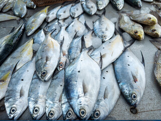 Obraz premium Background of fresh raw sea fish sell in fishery fresh market