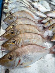 Background of fresh raw sea fish sell in fishery fresh market