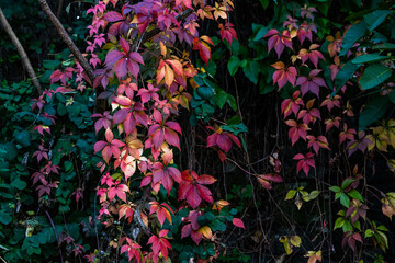 Breath of autumn. green grass, colorful autumn leaves, grapes.