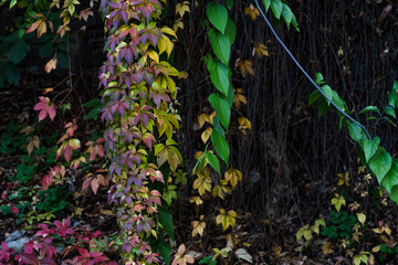 Breath of autumn. green grass, colorful autumn leaves, grapes.