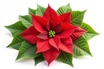 poinsettia flower Christmas plant decoration 