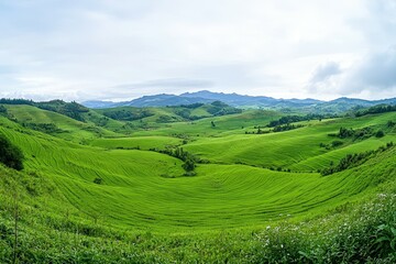 Fototapeta premium Landscape view of rice terraces in Asia, highlighting bio-ecological beauty and agricultural harmony.. Beautiful simple AI generated image