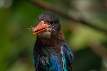 The Javan kingfisher (Halcyon cyanoventris), sometimes called the blue-bellied kingfisher or Java...