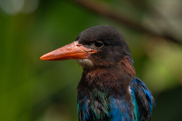 The Javan kingfisher (Halcyon cyanoventris), sometimes called the blue-bellied kingfisher or Java kingfisher
