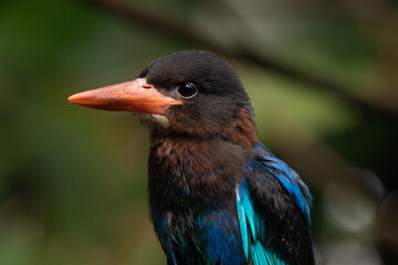 Fototapeta premium The Javan kingfisher (Halcyon cyanoventris), sometimes called the blue-bellied kingfisher or Java kingfisher