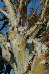 Eucalipto nel sole di Latina