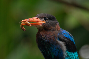 The Javan kingfisher (Halcyon cyanoventris), sometimes called the blue-bellied kingfisher or Java kingfisher