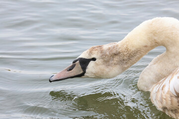 Fototapeta premium Porträt eines jungen Schwans, Höckerschwan, Cygnus olor