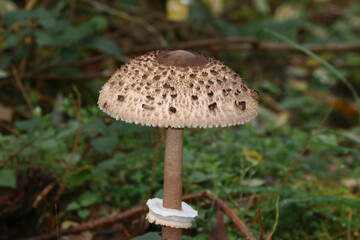 Wunderschöner großer Parasolpilz, Riesenschirmling, Macrolepiota procera, Macrolepiota rhacodes