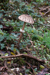 Wunderschöner großer Parasolpilz, Riesenschirmling, Macrolepiota procera, Macrolepiota rhacodes